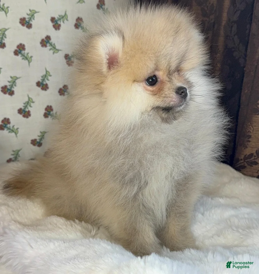 Pomeranian dogs for sale: Pomeranian Puppy Lucy - Ad 9