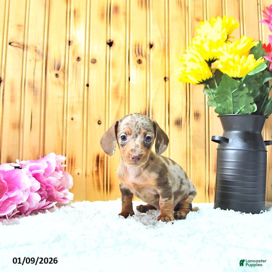 Miniature Dachshund dogs for sale: Mercy - Ad 4