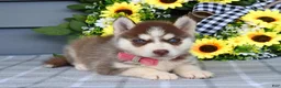 Siberian Husky dogs for sale: Haddie - Ad 11