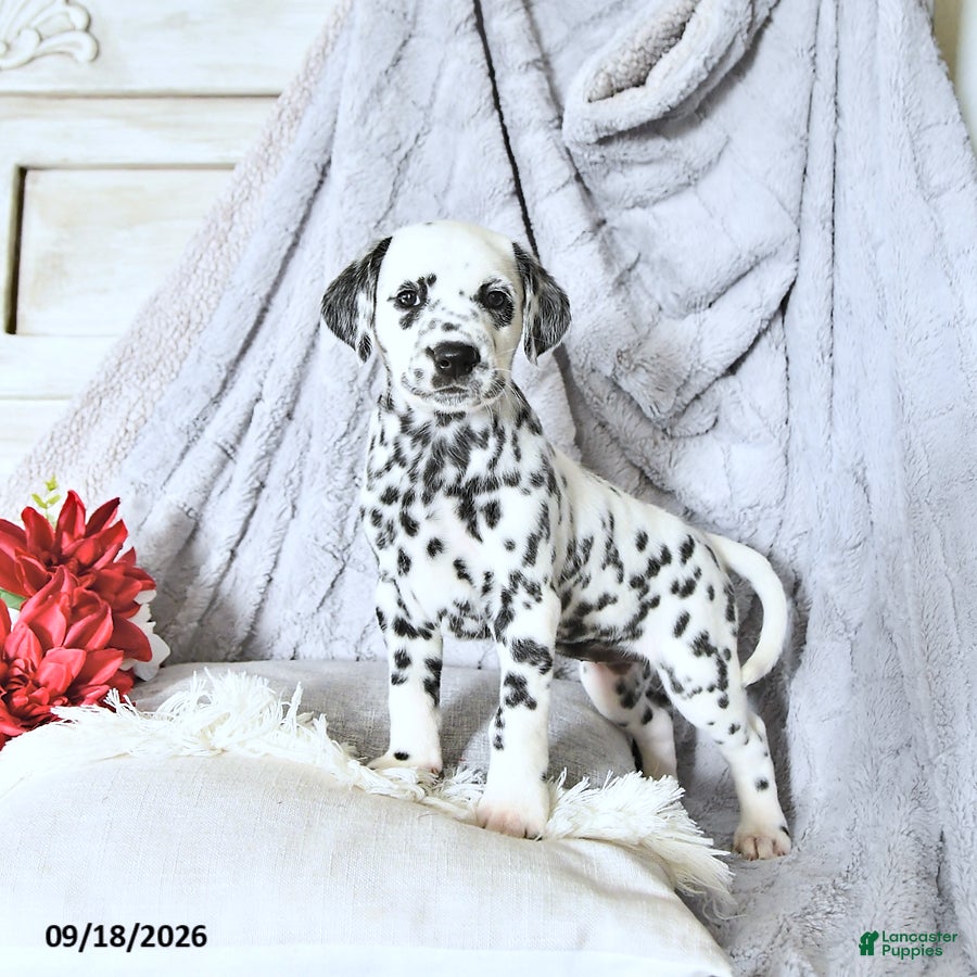 Dalmatian dogs Sage - Ad 1