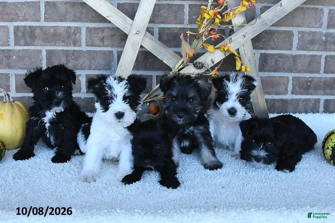 Miniature Schnauzer dogs for sale: Alaina - Ad 3