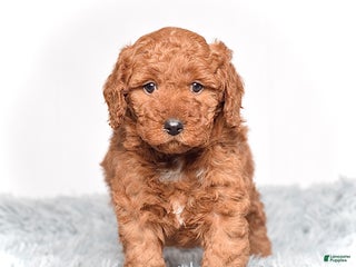 Mini Goldendoodle dogs - Ad 5