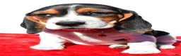 Beagle dogs for sale: Mike - Ad 6