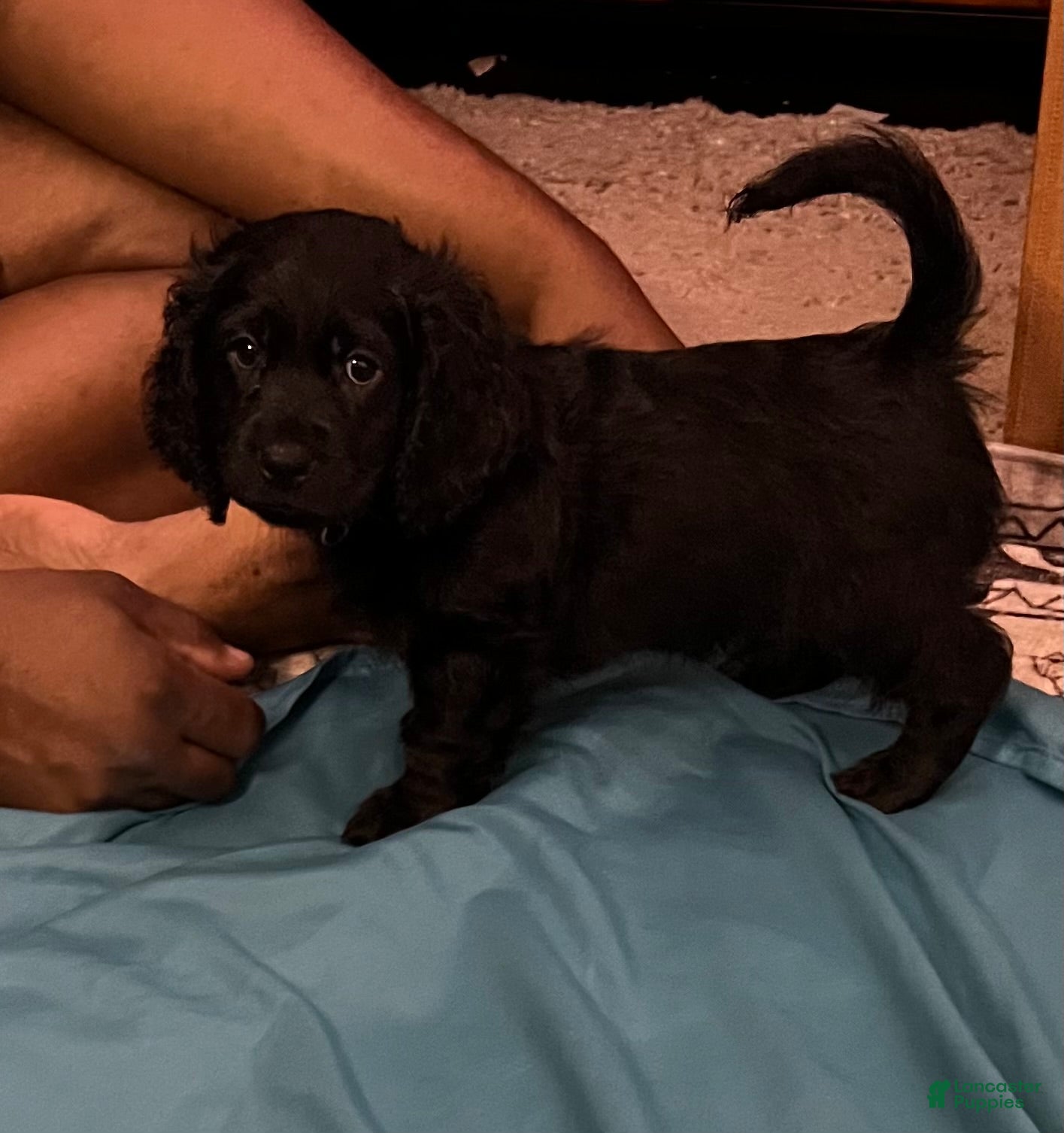 Cockapoo dogs Rico - Ad 2