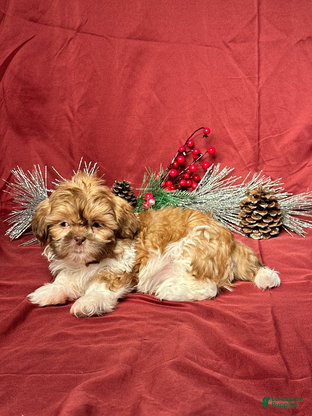 Shih Tzu dogs for sale: Tyler - Ad 3
