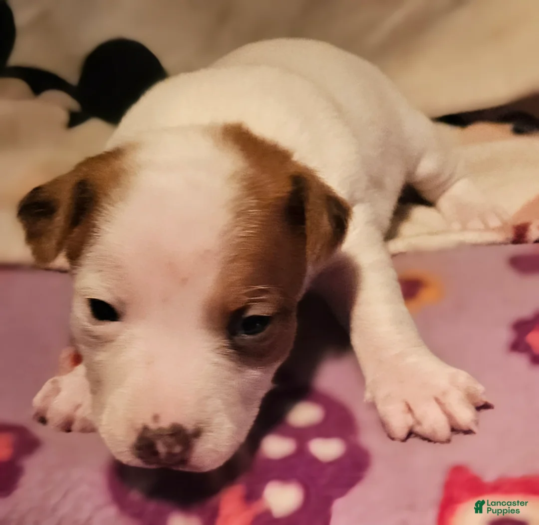 Chihuahua dogs for sale:  Ellie (T-Cup) - Ad 1