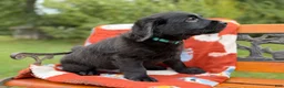 Labradoodle dogs for sale: Clint (Boy) - Ad 6