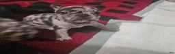 French Bulldog dogs for sale: French Bulldog Puppy 2 - Ad 14
