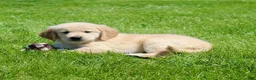 Golden Retriever dogs for sale: Fred - Ad 8