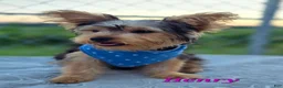 Yorkshire Terrier dogs for sale: Henry - Ad 4