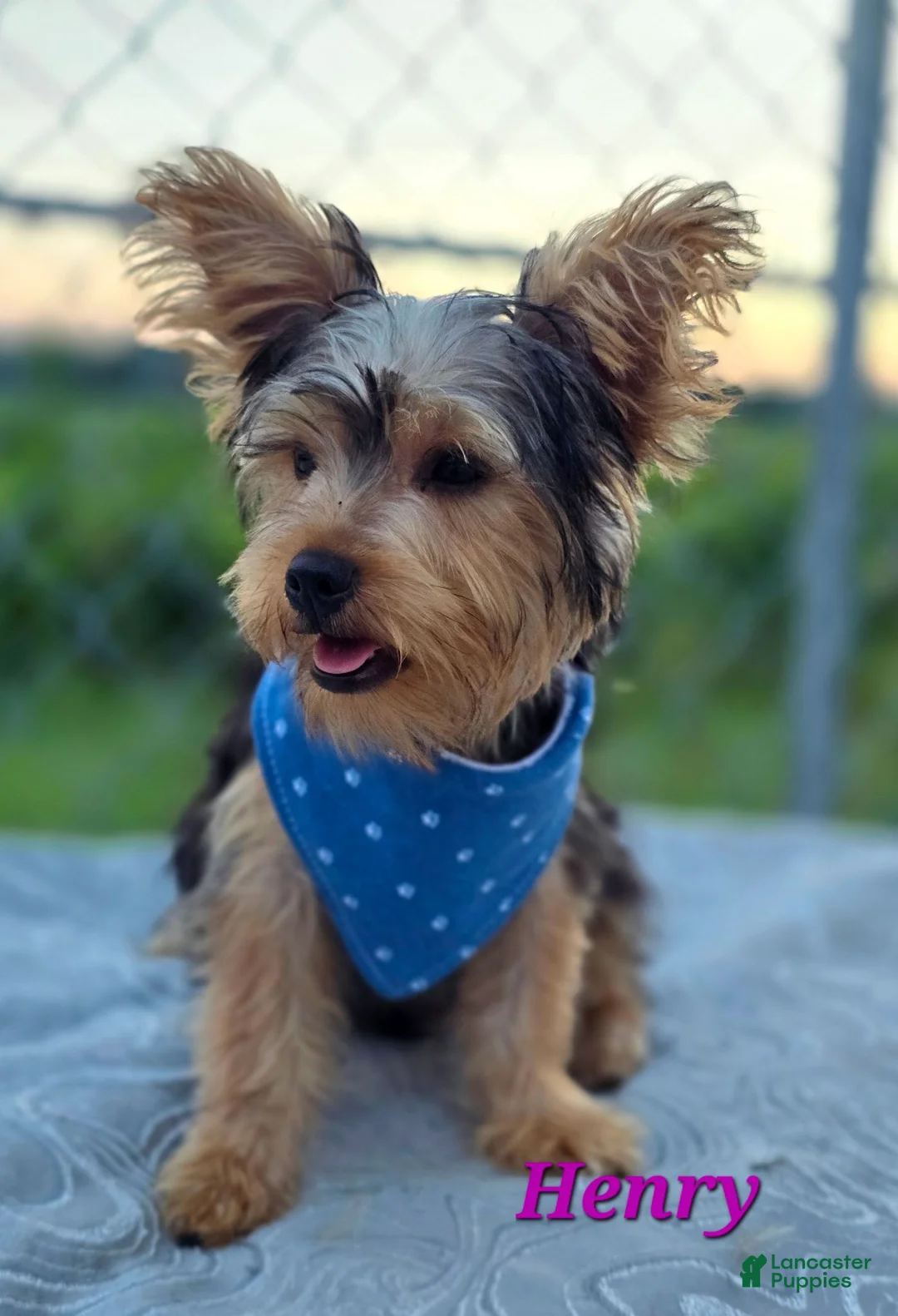Yorkshire Terrier dogs for sale: Henry - Ad 4