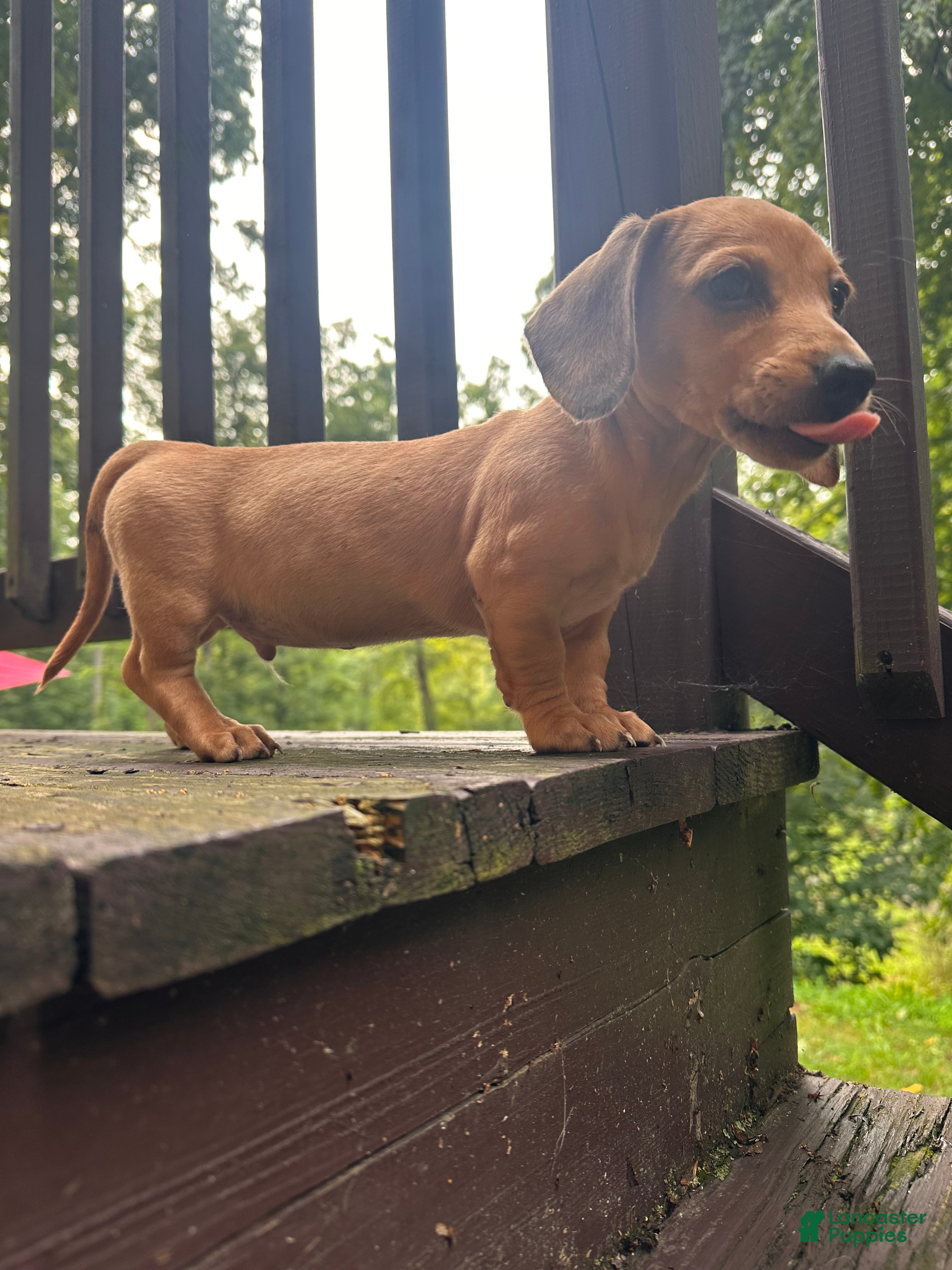 Dachshund dogs Male Two - Ad 2
