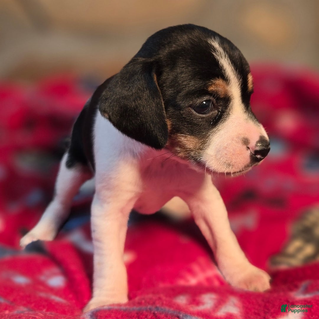 Beagle dogs for sale: Cinnamon Queen Elizabeth Pocket Beagle - Ad 4