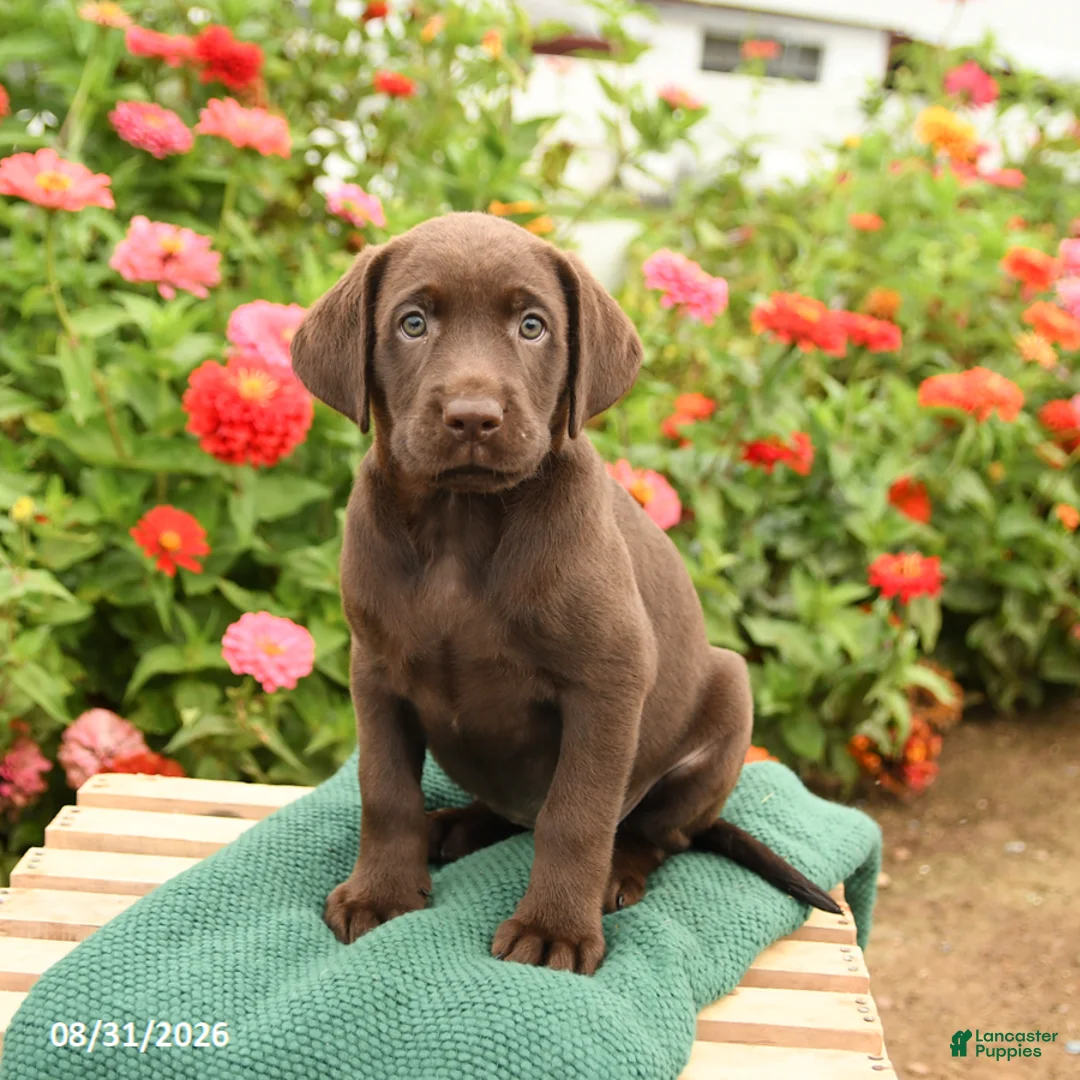 Labrador Retriever dogs for sale: Kate - Ad 1