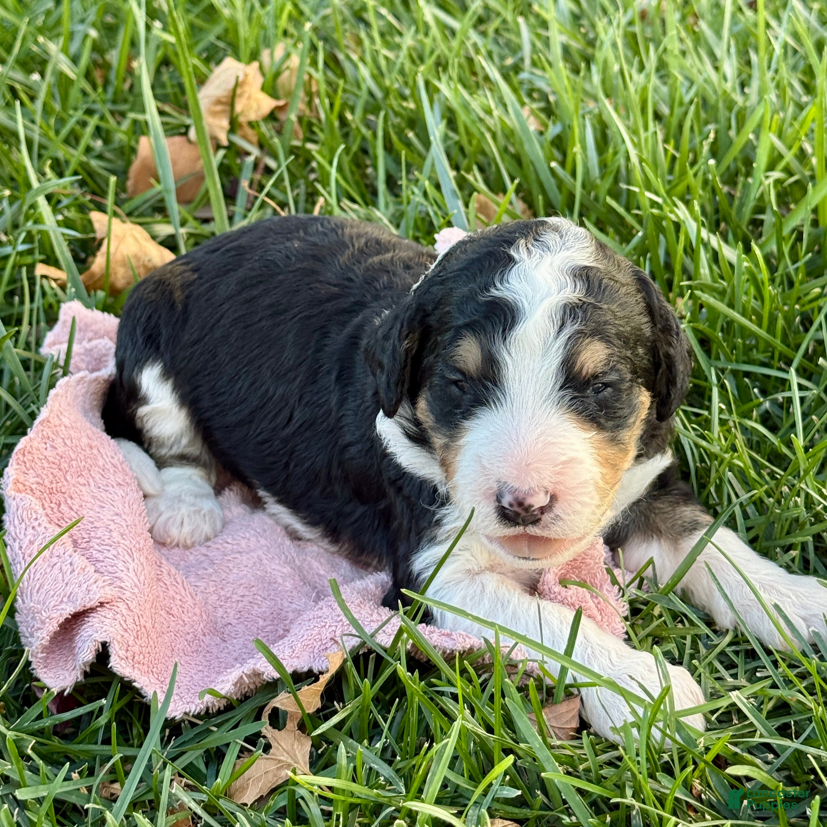 Bernedoodle dogs Wednesday - Ad 1