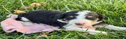 Bernedoodle dogs for sale: Wednesday - Ad 3