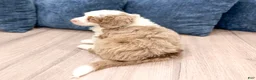 Mini Bernedoodle dogs for sale: Oakley - Ad 5