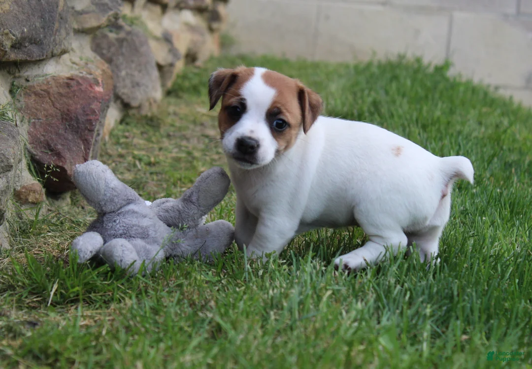 Jack Russell Terrier dogs for sale: Daisy - Ad 2