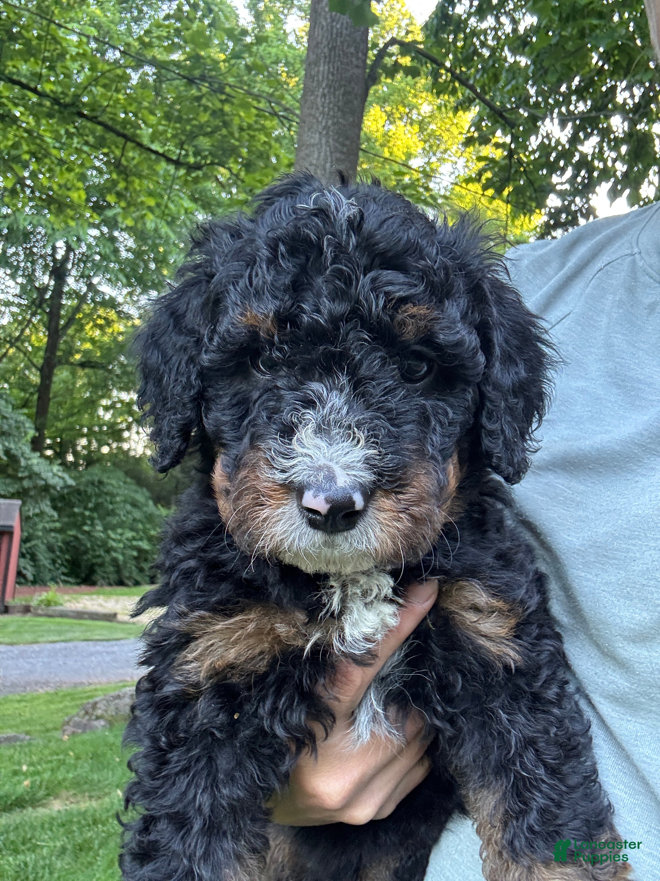 Mini Bernedoodle dogs for sale: Lilly - Ad 3