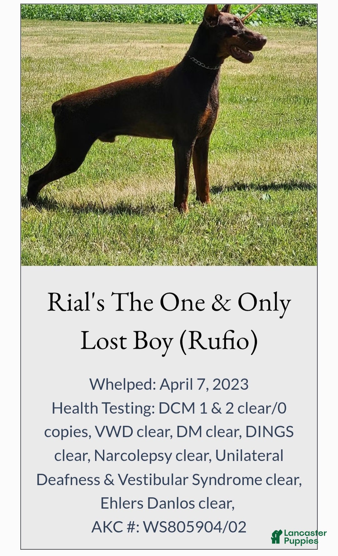 Doberman Pinscher dogs for sale: Pluto - Ad 10