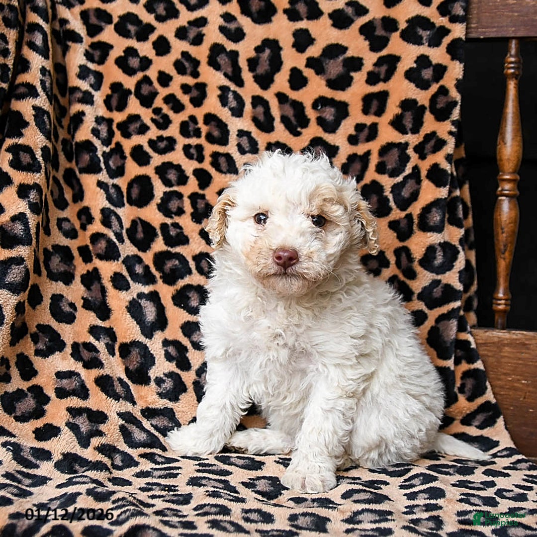 Miniature Labradoodle dogs for sale: Milkyway - Ad 2