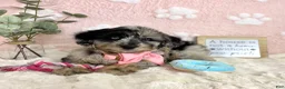 Mini Bernedoodle dogs for sale: Brooklyn - Ad 4