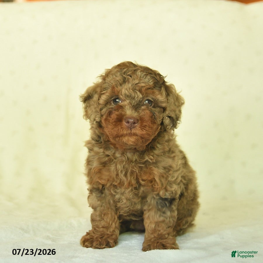 Miniature Poodle dogs Qevan  - Ad 2
