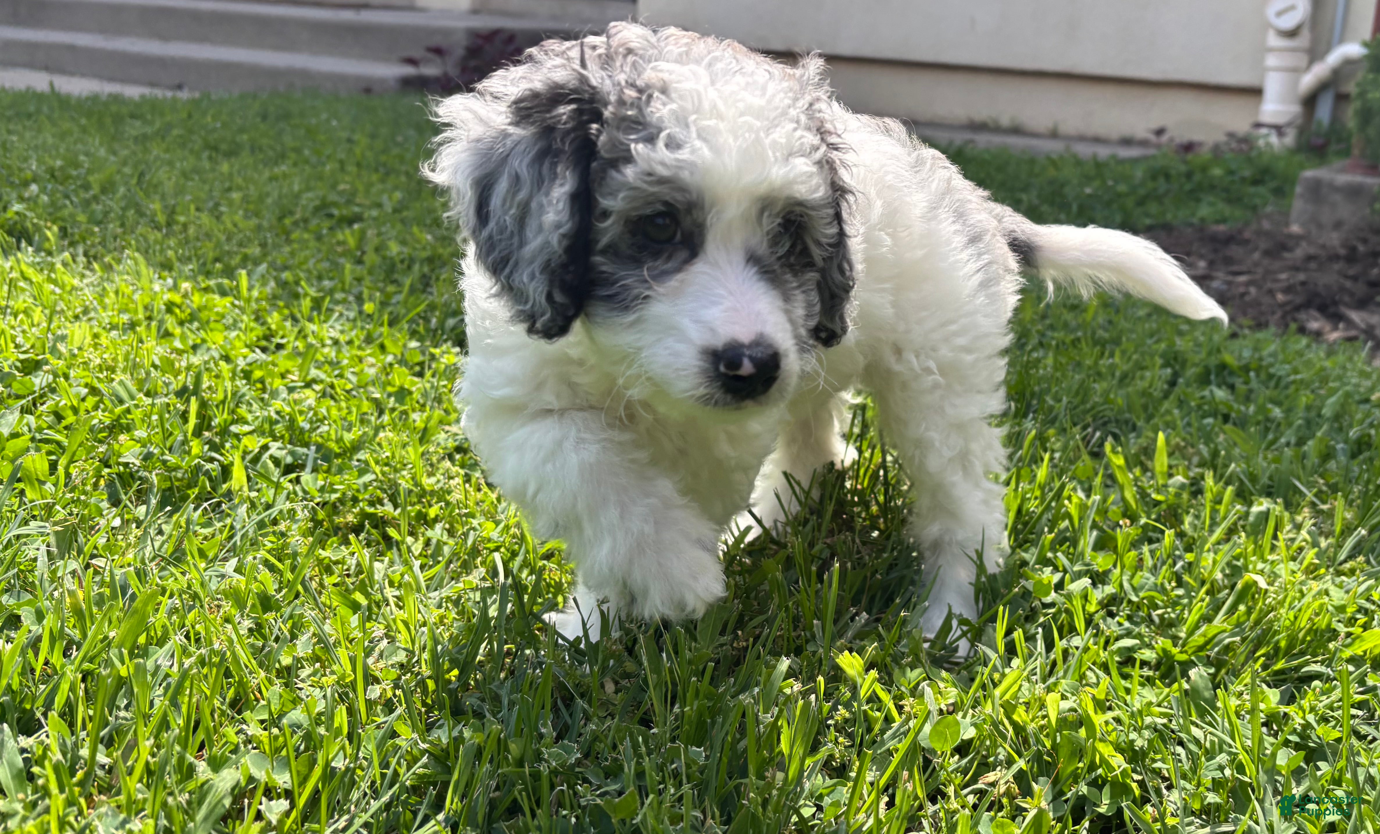 Mini Goldendoodle dogs Bentley  - Ad 1