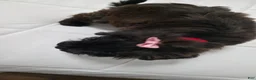 Yorkiepoo dogs for sale: Yorkiepoo 3 Red Collar  - Ad 21