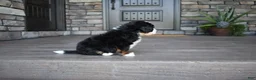 Mini Bernedoodle dogs for sale: Cruz - Ad 10