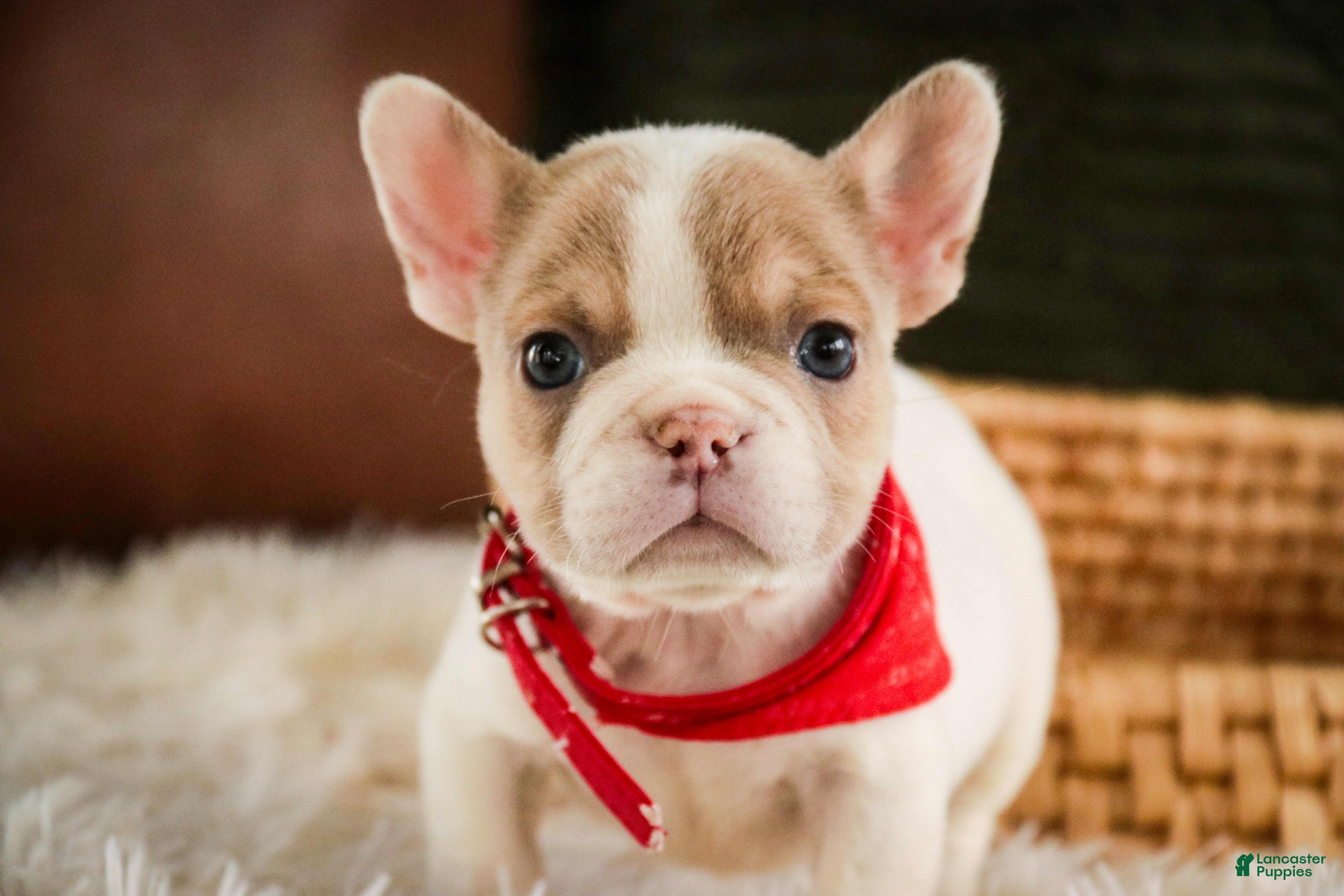 French Bulldog dogs Romeo - Ad 2