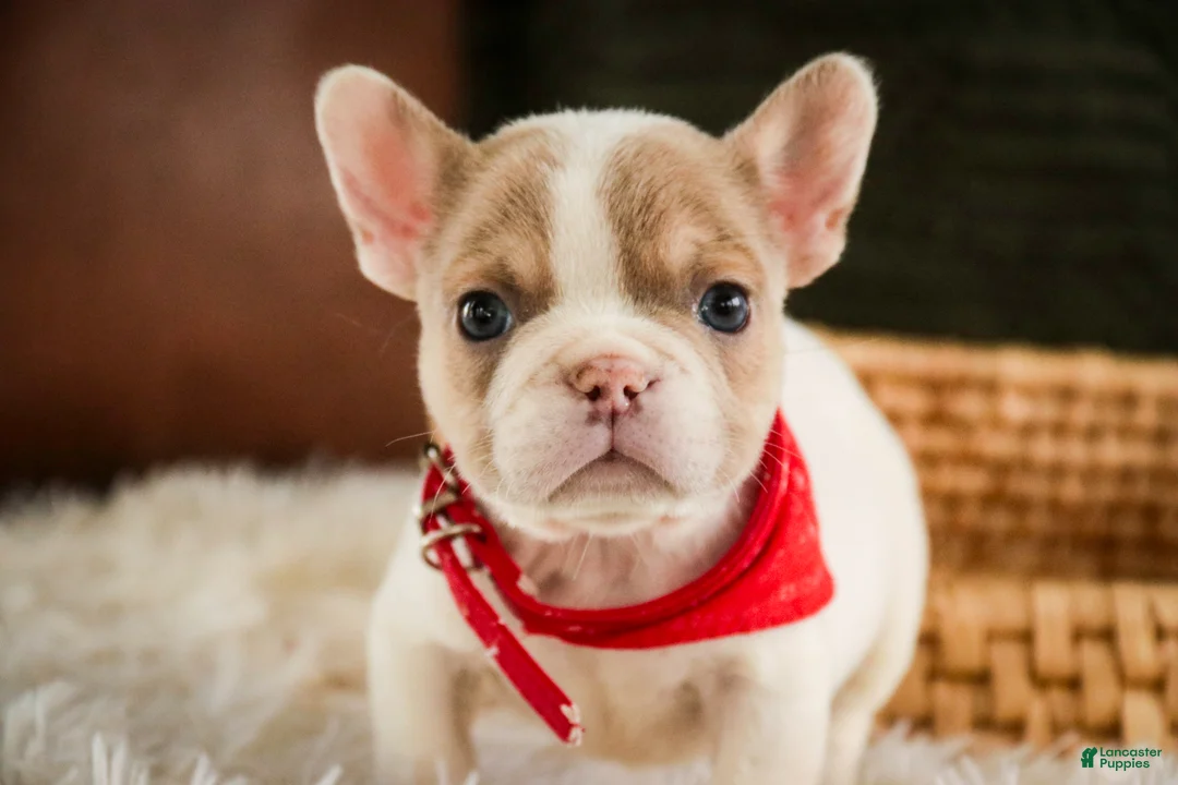 French Bulldog dogs for sale: Romeo - Ad 2