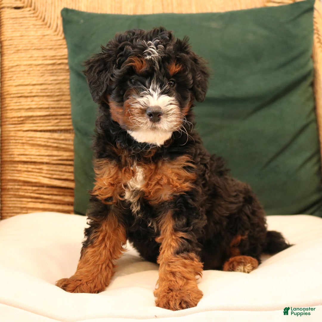 Mini Bernedoodle dogs for sale: Noelle  - Ad 3