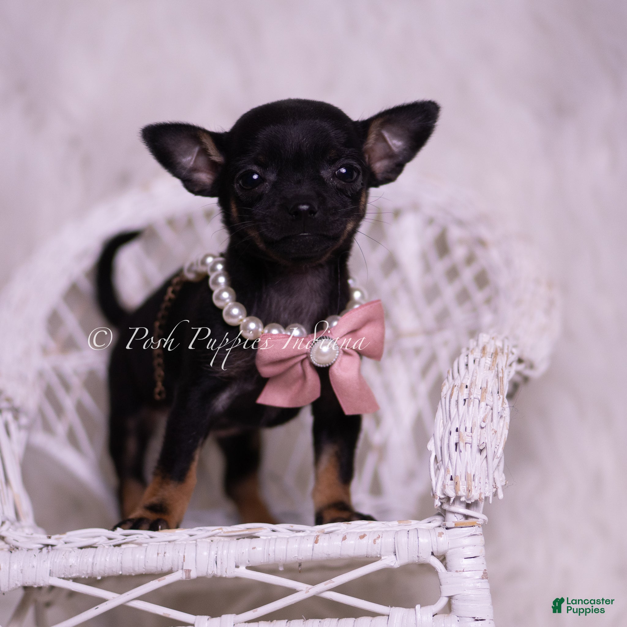 Chihuahua dogs Chickie - Ad 15