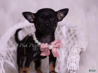 Chihuahua dogs Chickie - Ad 15