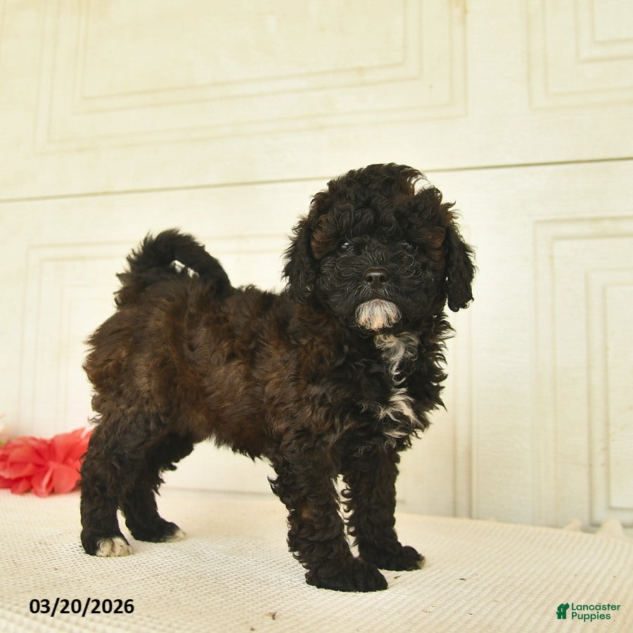 Mixed Breed dogs April  - Ad 1