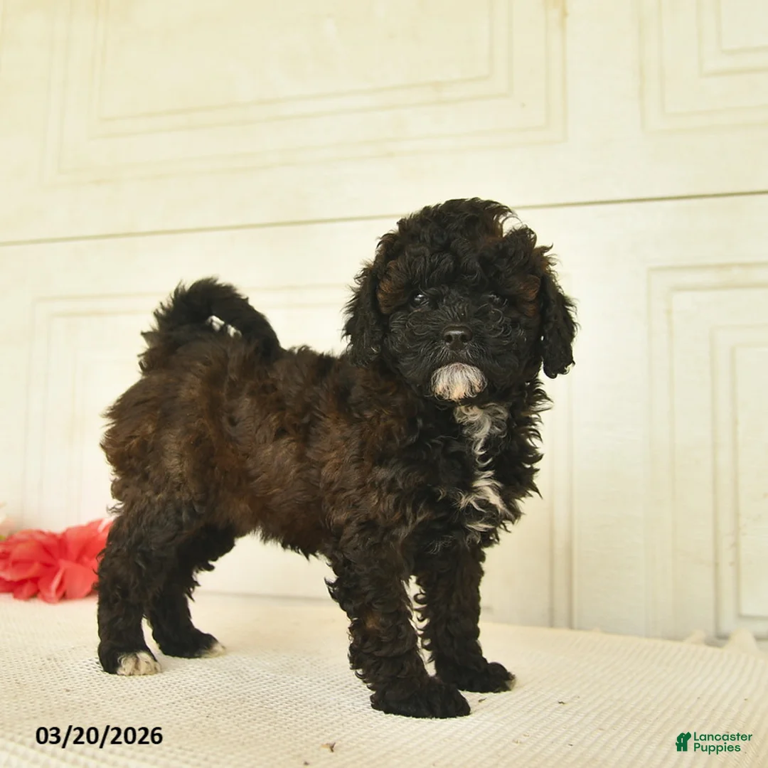 Mixed Breed dogs for sale: April  - Ad 1