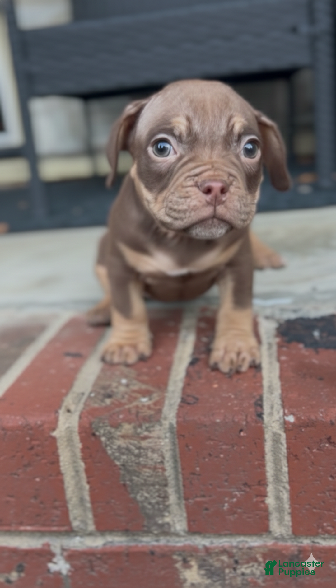 American Bully dogs for sale: Barkboyz Bullycamp Slim - Ad 2