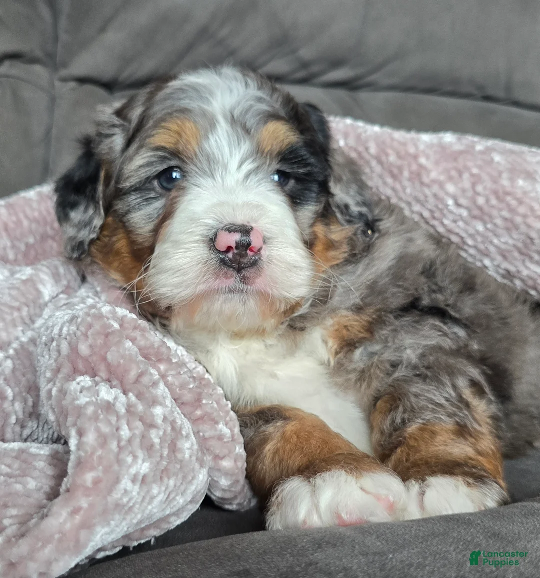 Mini Bernedoodle dogs for sale: Mini Chief - Ad 5
