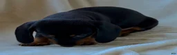 Miniature Dachshund dogs for sale: Miniature Dachshund - Arnold - Ad 16