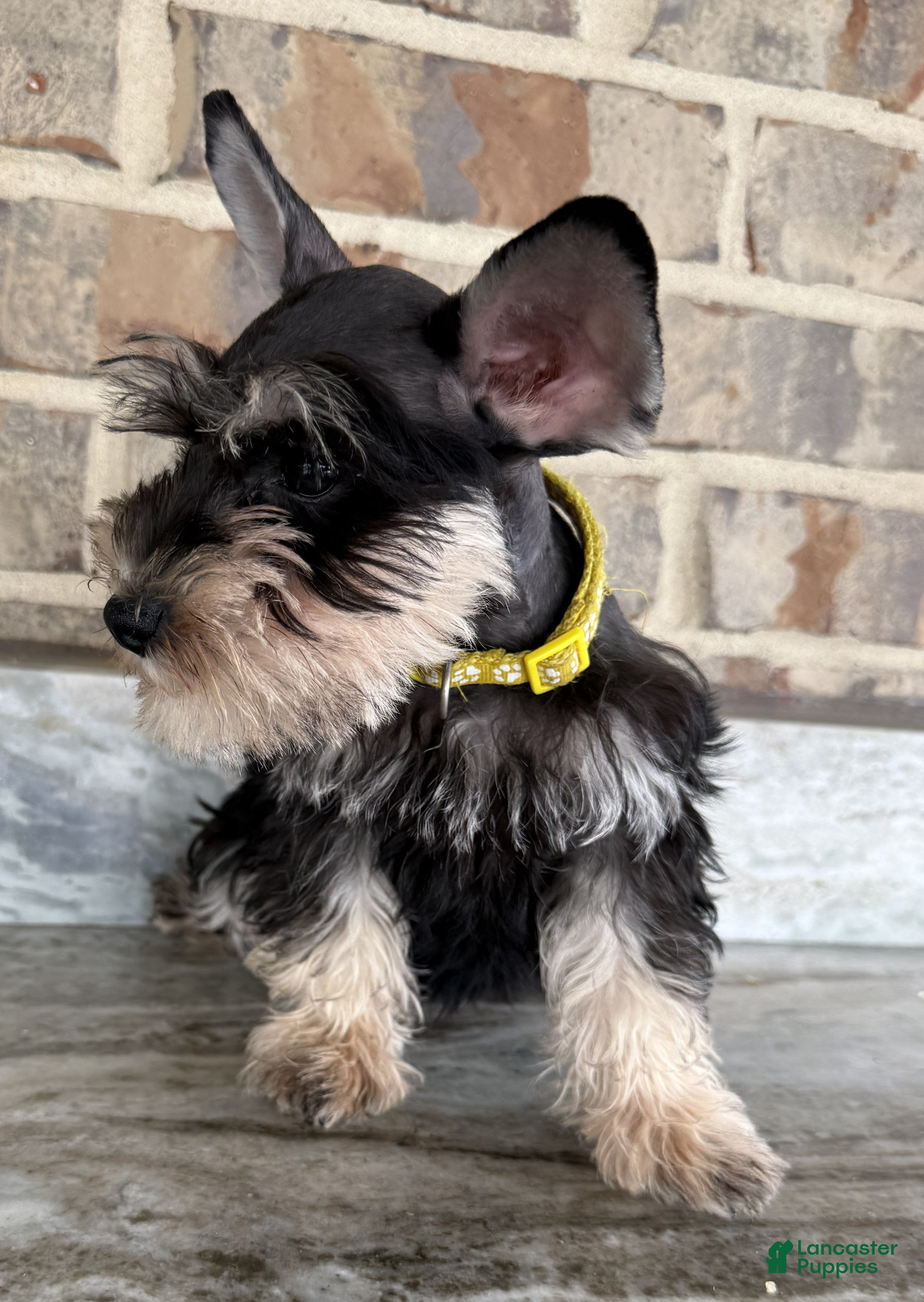Miniature Schnauzer dogs Woody - Ad 2