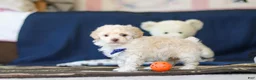 Toy Poodle dogs for sale: Biscuit - Ad 7