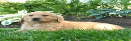 Golden Retriever dogs for sale: Milo - Ad 3