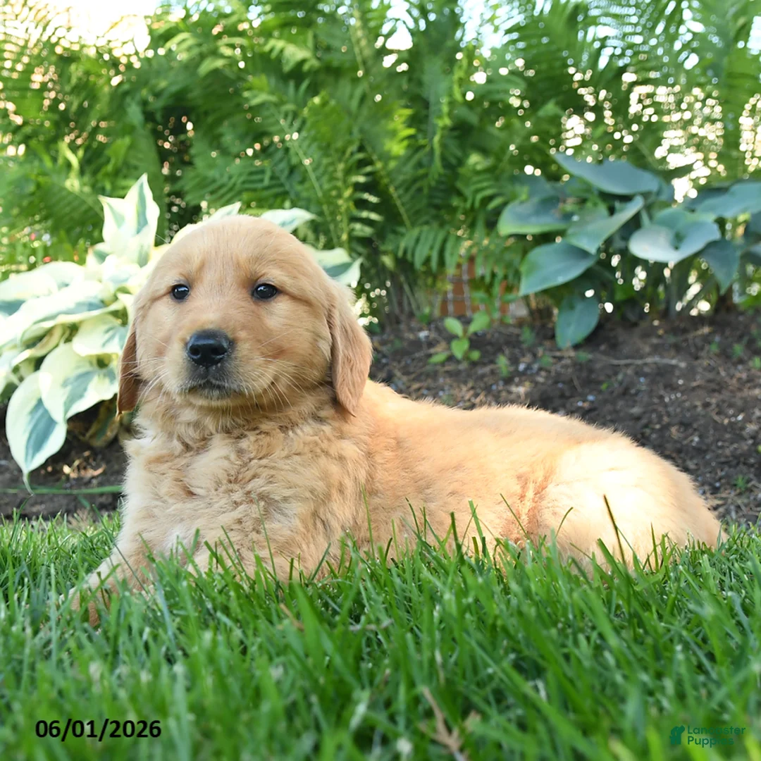 Golden Retriever dogs for sale: Milo - Ad 3