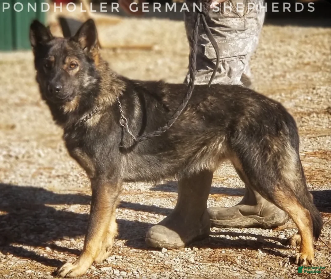 German Shepherd dogs for sale: Bi-color Male - Ad 2