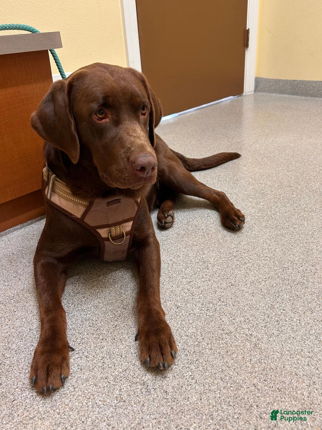 Labrador Retriever dogs for sale: Jellybean - Ad 2