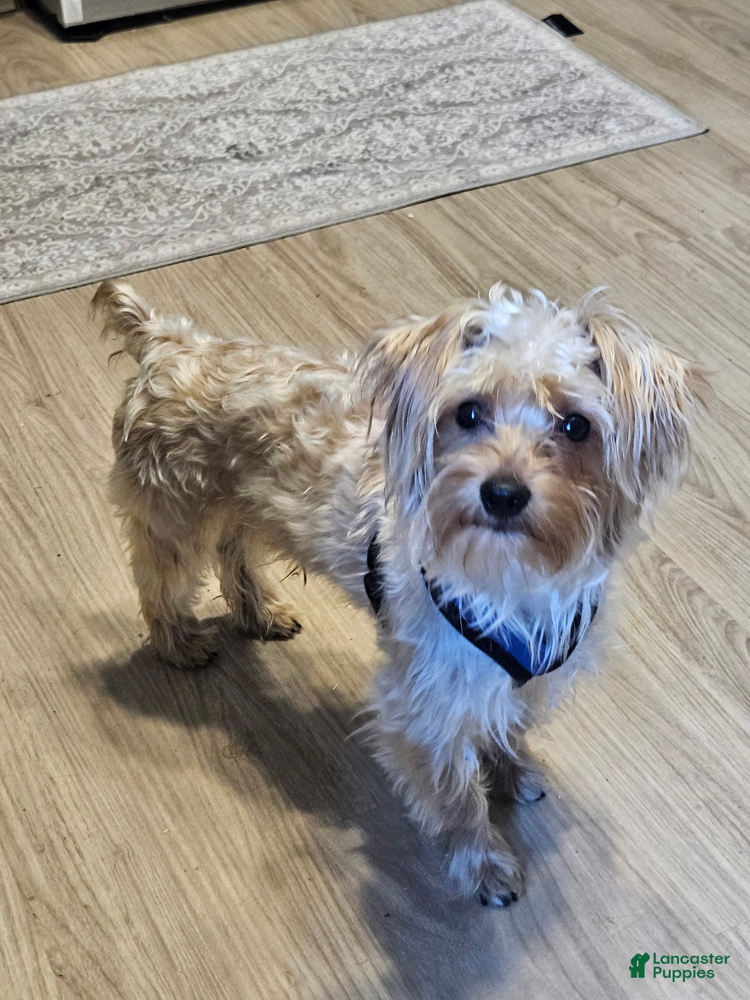 Yorkshire Terrier dogs for sale: Red Sable Yorkshire Terrier  - Ad 1