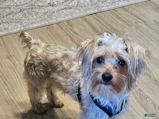 Yorkshire Terrier dogs Red Sable Yorkshire Terrier - Ad 9