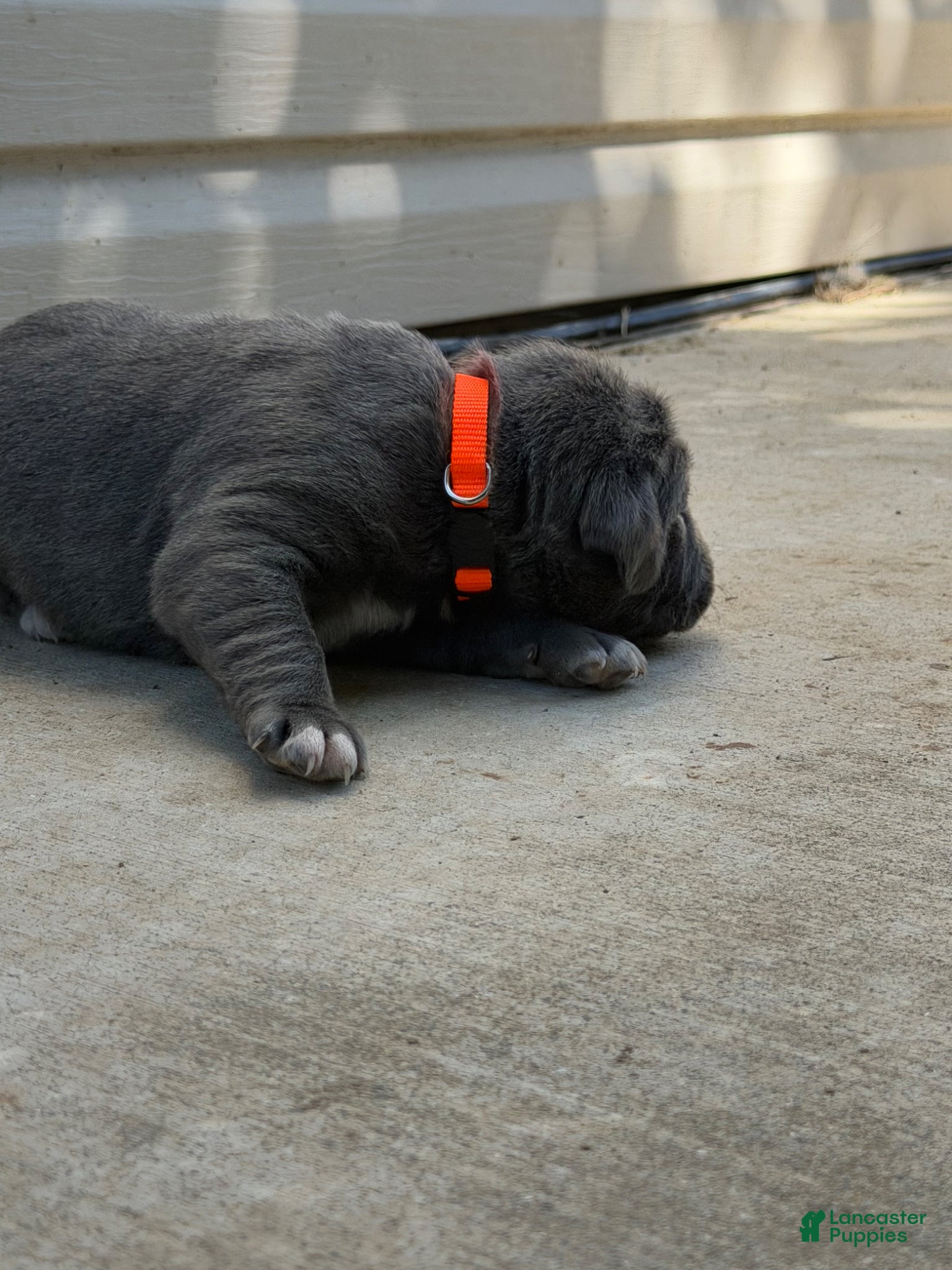 Cane Corso dogs Orange  - Ad 2