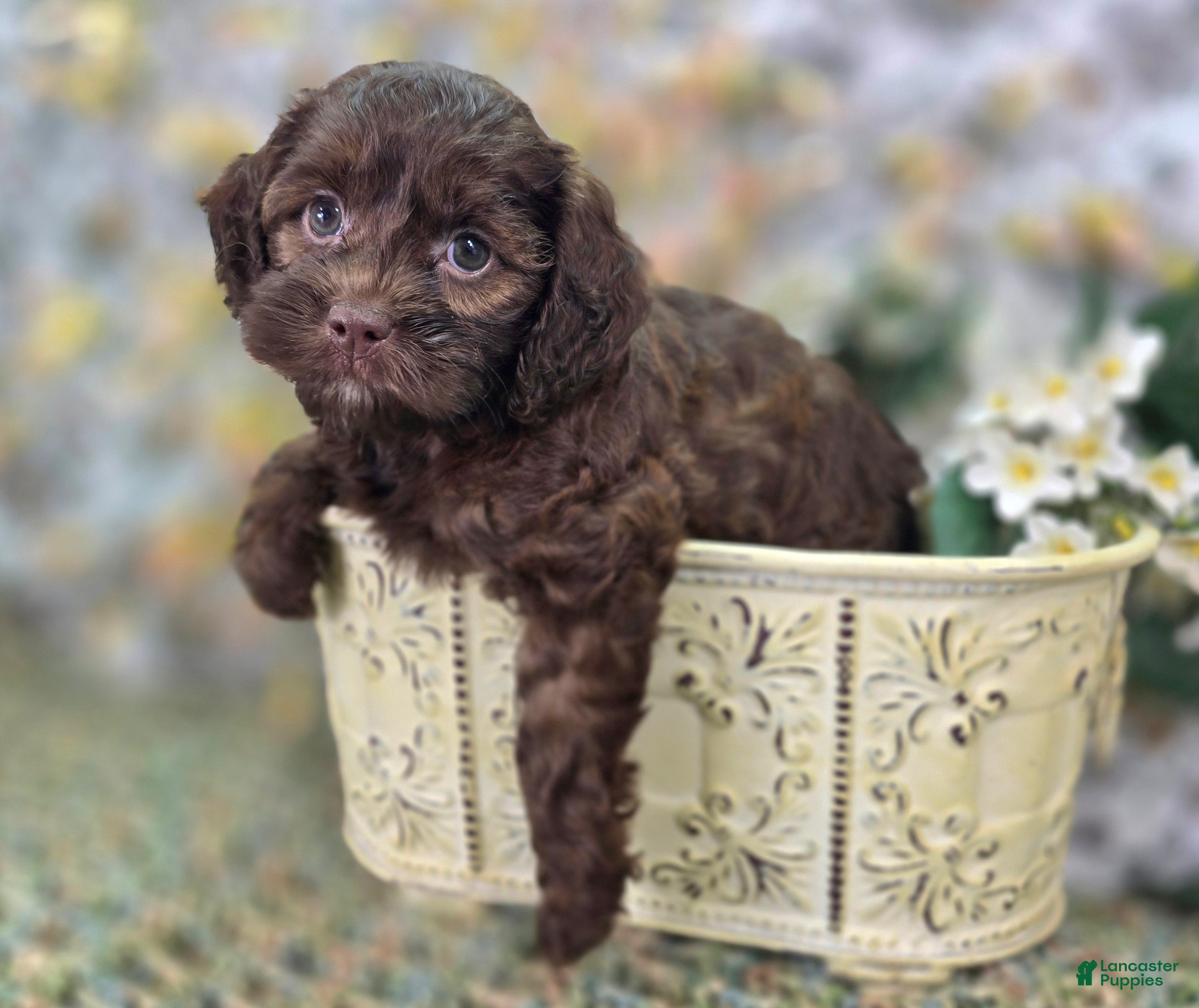 Cockapoo dogs Truffle - Ad 19